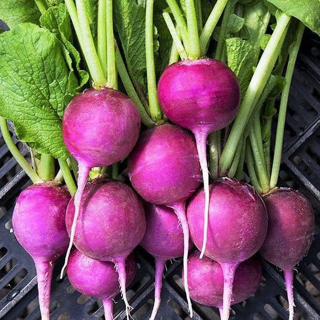 Violet Raddish Amethyst, Violet Radish Seeds: Organic Heirloom Vegetable, Non-gmo - Etsy