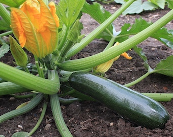 May include: A green zucchini growing on a vine with yellow flowers. The zucchini is about 10 inches long and is lying on the ground.