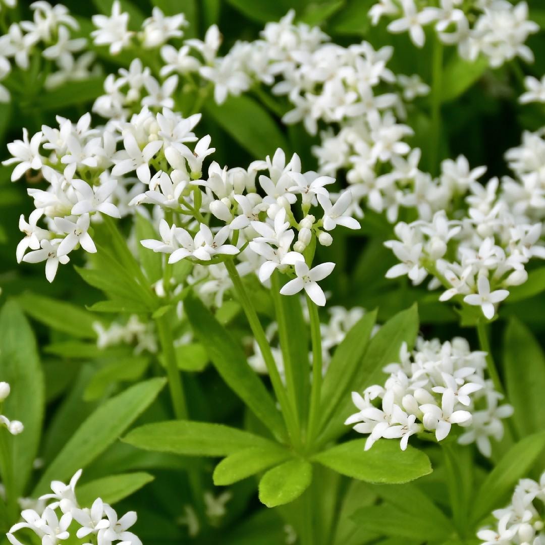Sweet Woodruff Seeds