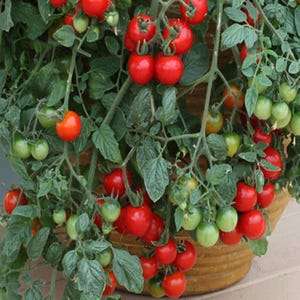 Dwarf Cherry Falls, Cherry tomato, 20+ Heirloom Garden Seeds Open Pollinated Container Gardening Vegetable Seeds Non-GMO Seed Packet hanging