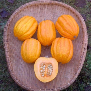 Gill’s Golden Pippin Acorn, winter squash, Organic Heirloom Garden Seeds - Non-GMO, Open Pollinated Vegetable Seed Packets Container Gardens