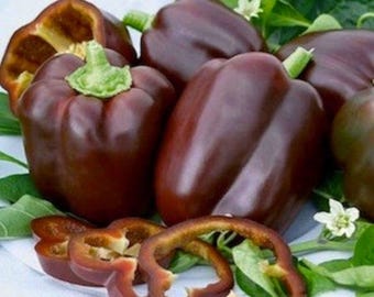 Chocolate Beauty Sweet Pepper Seeds: Heirloom Organic Vegetable, Container Gardening
