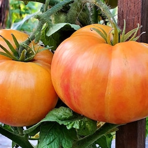 20+  Dwarf Confetti, Dwarf Tomato, Heirloom Garden Seeds Open Pollinated Container Gardening Organic Vegetable Seeds Non-GMO Seed Packets