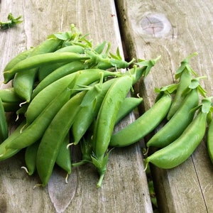 Cascadia Snap Pea Seeds: Organic Heirloom Vegetable, Non-GMO