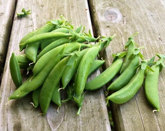 Cascadia Snap Pea Seeds: Organic Heirloom Vegetable, Non-GMO