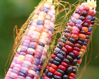 Glass Gem Corn Seeds: Cherokee Heirloom, Non-GMO, Open Pollinated