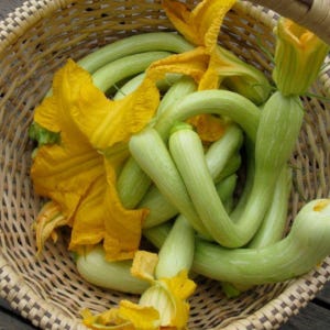 Tromboncino, Summer Squash, Heirloom Garden Seeds Open Pollinated Container Gardening Vegetable Seeds Non-GMO Seed Packets Italian Heirloom