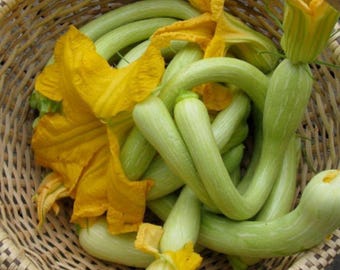 Tromboncino, Summer Squash, Heirloom Garden Seeds Open Pollinated Container Gardening Vegetable Seeds Non-GMO Seed Packets Italian Heirloom
