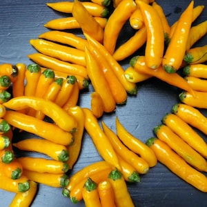 Aji Chinchi Amarillo Pepper Seeds: Organic Heirloom Vegetable