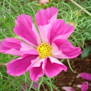 May include: A pink and white cosmos flower with a yellow center. The flower is in focus and the background is blurred.