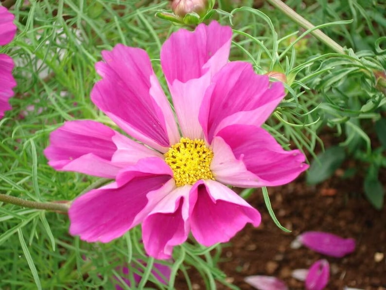 May include: A pink and white cosmos flower with a yellow center. The flower is in focus and the background is blurred.