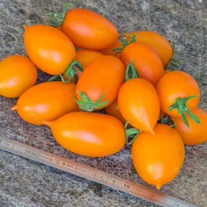 Justyna, Tomato, 20+ Organic Heirloom Garden Seeds - Non-GMO, Open Pollinated Vegetable Seed Packets for Container Gardening