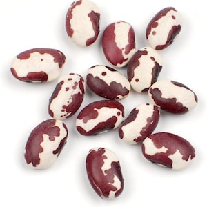 Anasazi, Dry Pole Bean, Rare Organic Heirloom Garden Seeds - Non-GMO, Open Pollinated Vegetable Seed Packets for Container Gardening