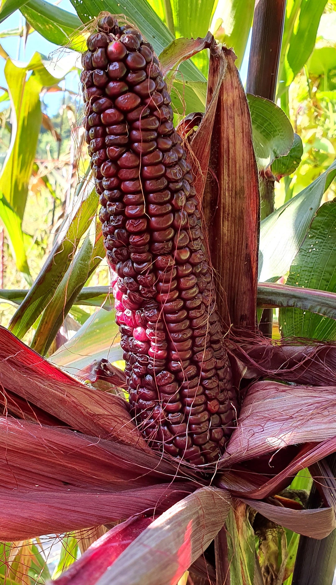 Corn Double Red Sweet and Flour Corn Heirloom Seeds Open Pollinated