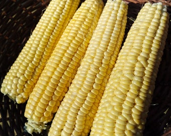 Candy Mountain Sweet Corn Seeds: Heirloom Open Pollinated Vegetable