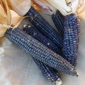 Jerry Petersen Blue, Flour Corn, Organic Heirloom Garden Seeds - Non-GMO, Open Pollinated Vegetable Seed Packets for Container Gardening