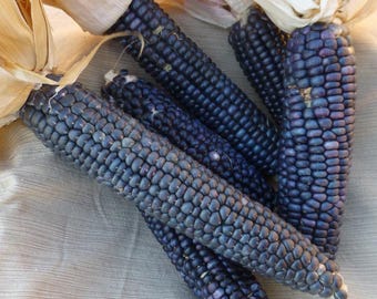 May include: Close-up of five ears of blue corn with husks removed. The corn is a deep indigo blue color and has a smooth, slightly textured surface.
