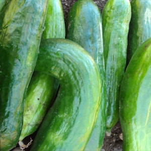 Super Zagross, Cucumber, Organic Lebanese Heirloom Garden Seeds - Non-GMO, Open Pollinated Vegetable Seed Packets for Container Gardening