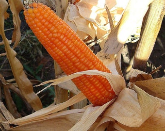 Cateto Sulino Flint Corn Seeds: Heirloom Organic Vegetable Seed