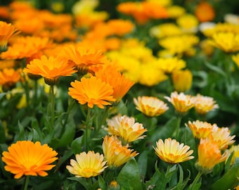 May include: A field of bright orange and yellow calendula flowers in bloom. The flowers are in focus, while the green foliage is blurred in the background.