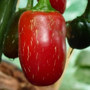 Jalapeno M (milder), Hot pepper,  Heirloom Garden Seeds Open Pollinated Popular Hot Pepper Used in Salsas Gardening Non-GMO larger fruit
