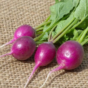 Plum Purple, Radish, Organic Heirloom Garden Seeds - Non-GMO, Open Pollinated Vegetable Seed Packets for Container Gardening