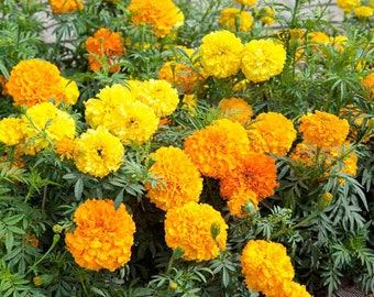 Crackerjack Marigold Heirloom Seeds: Orange & Yellow Double Blooms