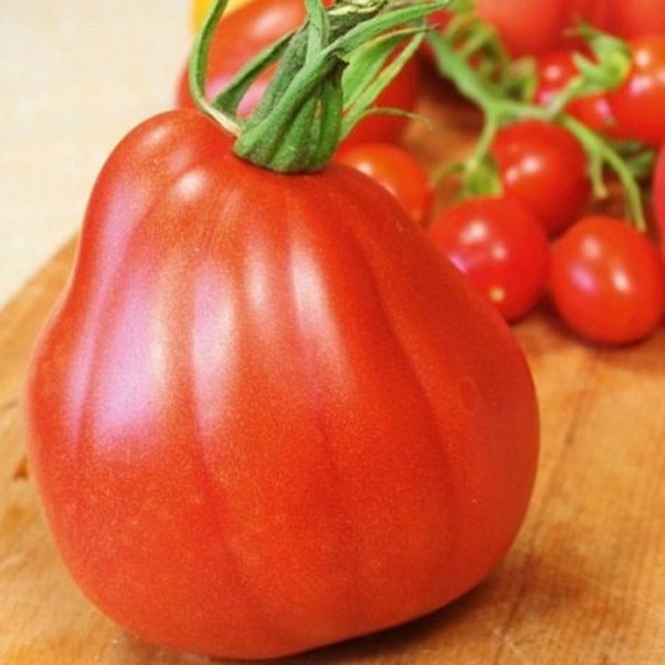 Tomato - Cuor di Bue Tomato- aka Bull's Heart-Italian Heirloom Oxheart - 20+ Heirloom Seeds - Grown to Organic Standards - Open Pollinated