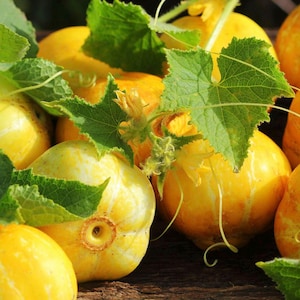 30+ Lemon, Cucumber, Heirloom Garden Seeds Open Pollinated Container Gardening Organic Vegetable Seeds Non-GMO Seed Packets lemon shaped