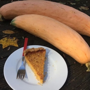 North Georgia Candy Roaster, Winter Squash, Heirloom Garden Seeds Open Pollinated Container Gardening Organic Vegetable Seeds Non-GMO Packet
