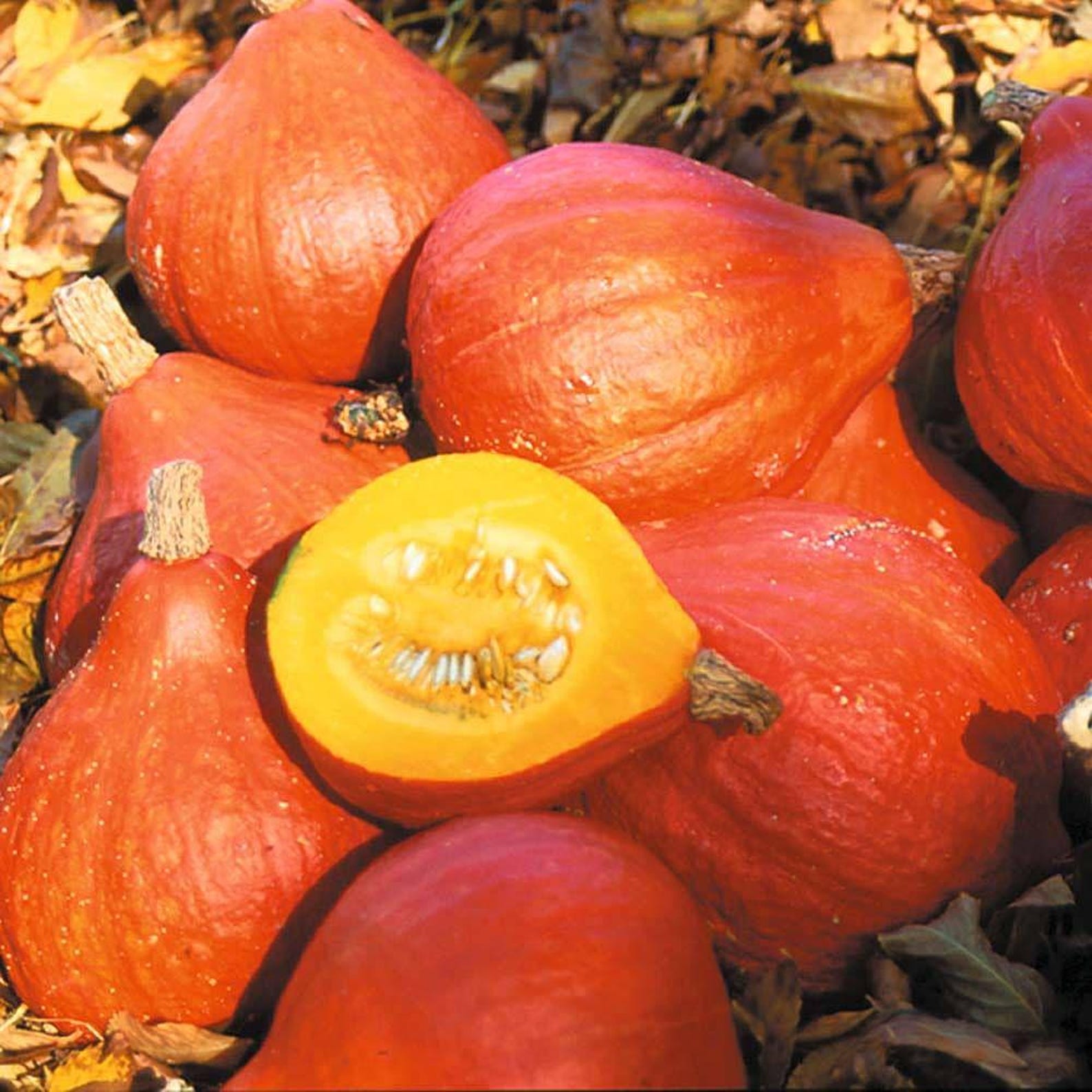 Uchiki Kuri Winter Squash Seeds: Japanese Heirloom, Non-gmo - Etsy