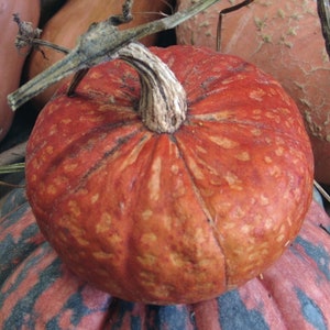 May include: A stack of three pumpkins, the top one is a bright orange with a mottled pattern, the middle one is a dark orange with a mottled pattern, and the bottom one is a light orange with a mottled pattern.