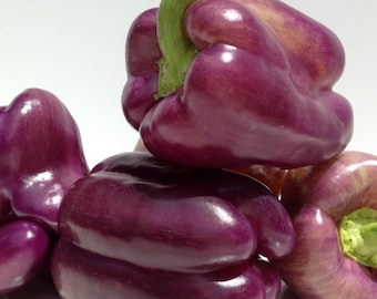 Lilac Bell Sweet Pepper Seeds: Heirloom, Open Pollinated, Non-GMO