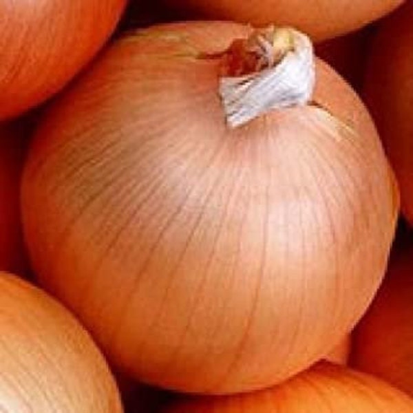 Onion - Yellow of Parma - Italian Heirloom Onion Seed - Long Day - Excellent Keeper -  rare hard-to-find variety - Italian storage onion