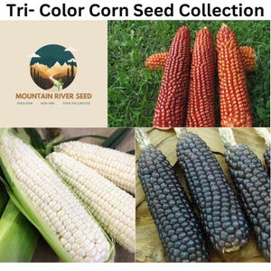 New! Tri-Color Corn Seed Collection, Red-White-Blue, Rare Heirlooms, Floriani Red Flint, Luther Hill White Sweet, and Hopi Blue Flour Corn