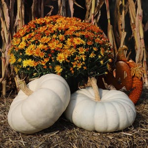 May include: Two white pumpkins with a yellow and orange flower arrangement in the background. The pumpkins are smooth and round with a slight indentation at the top.