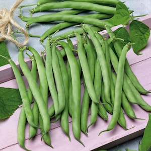 May include: Fresh green beans, a vibrant green color, are displayed on a light pink wooden surface. The beans are long and slender, with a slight curve. A bundle of twine is visible in the upper left corner, and green leaves are scattered around the beans.