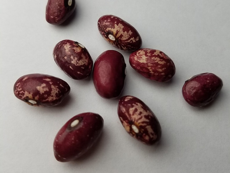 MountainRiverSeed Whipple Bush Bean Seeds