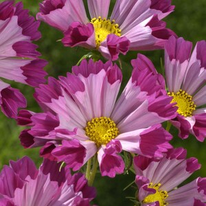 May include: Close-up of pink and purple cosmos flowers with yellow centers. The flowers have ruffled petals and are in full bloom.