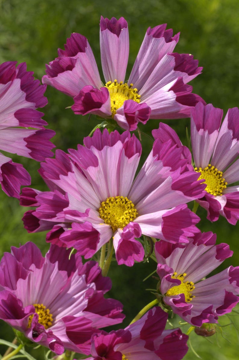 May include: Close-up of pink and purple cosmos flowers with yellow centers. The flowers have ruffled petals and are in full bloom.