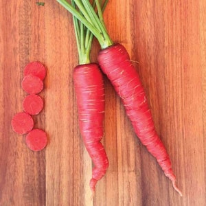 Atomic Red, Carrot, 300+ Heirloom Seeds - Gardening - Healthful - High Antioxidant Lycopene - Crisp Roots - Specialty Carrots - Non-GMO