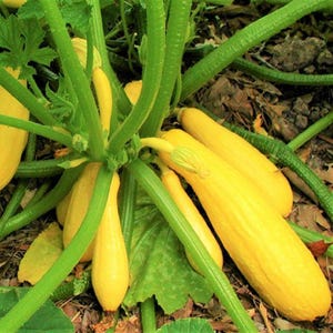 Saffron Yellow,  Bush Summer Squash, Rare Organic Heirloom Garden Seeds - Non-GMO, Open Pollinated Vegetable Seed Packs for Container Garden