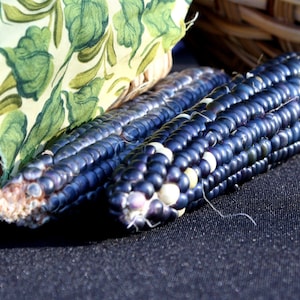 Advent Gulch Blue, Flour Corn, Heirloom Garden Seeds Open Pollinated Container Gardening Organic Vegetable Seeds Non-GMO Seed Packets