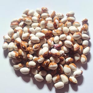 Papa di Rola, Pole Bean, Portuguese Heirloom Garden Seeds Open Pollinated Container Gardening Vegetable Seeds Non-GMO Seed Seed Packet