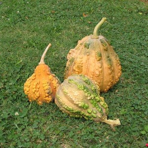 Pode incluir: Tr&ecirc;s ab&oacute;boras decorativas com texturas irregulares. Uma &eacute; verde e amarela, outra &eacute; laranja e amarela, e a &uacute;ltima &eacute; principalmente laranja com um pouco de verde.