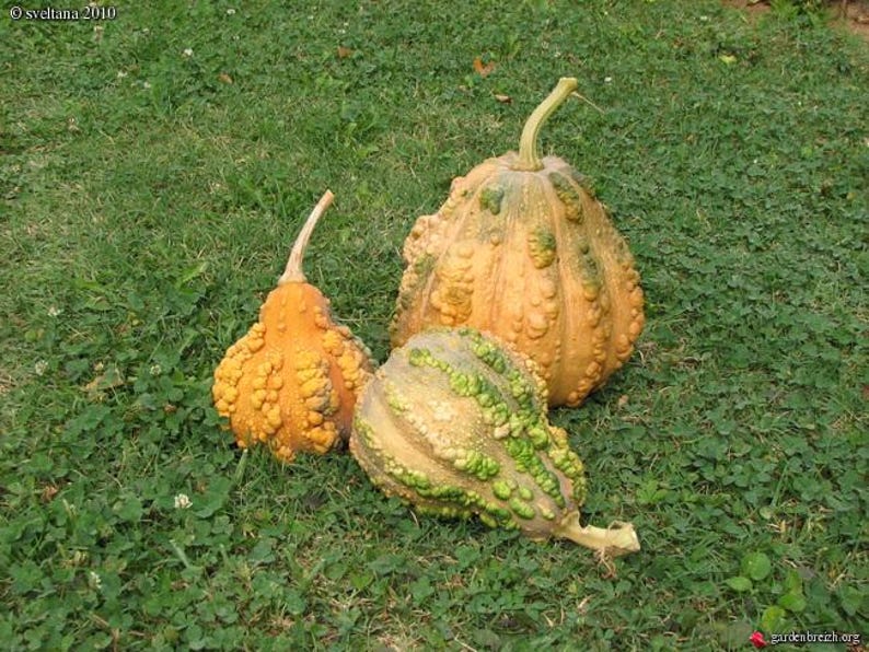 Pode incluir: Tr&ecirc;s ab&oacute;boras decorativas com texturas irregulares. Uma &eacute; verde e amarela, outra &eacute; laranja e amarela, e a &uacute;ltima &eacute; principalmente laranja com um pouco de verde.