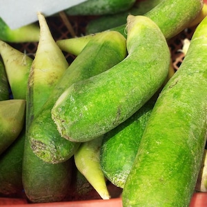 Green Meat Winter, Radish Seeds - Heirloom Seeds - Garden 100+ Seeds Unique Open Pollinated Naturally Grown Gardening Non-GMO