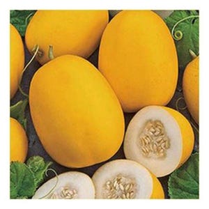 May include: A group of yellow melons with a few cut in half, revealing white flesh and seeds. The melons are oval-shaped and have a smooth, shiny skin.