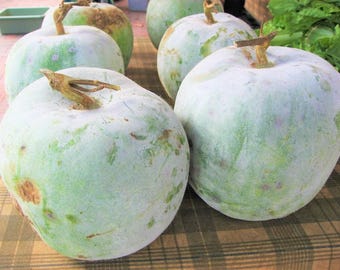 Chinese Giant Wax Gourd Seeds:  Organic Heirloom Winter Melon Non GMO