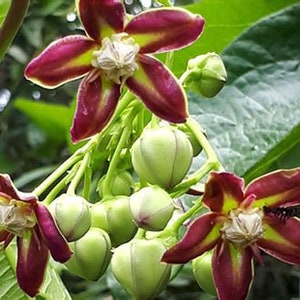 Mondia Whitei - Also Known as Entengo / Mulondo - Etsy